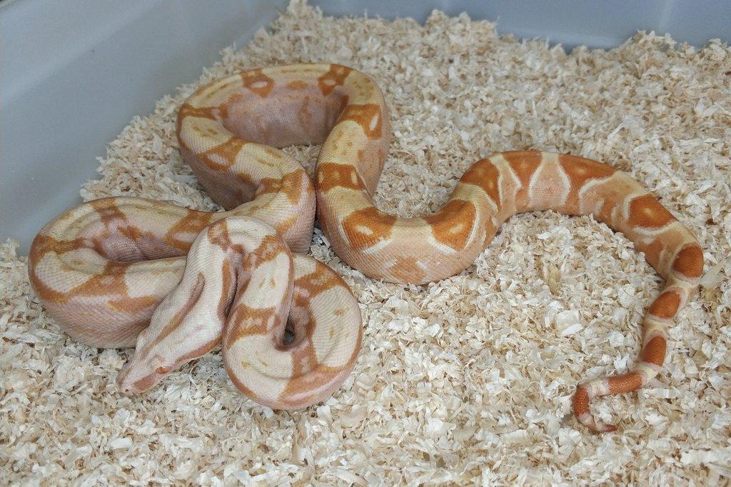 Boa imperator - Hypo Arabesque Keltic het Sharp Albino