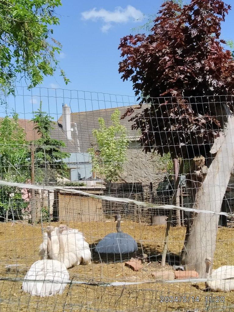 Nandu pampový bílá forma / Rhea americana white