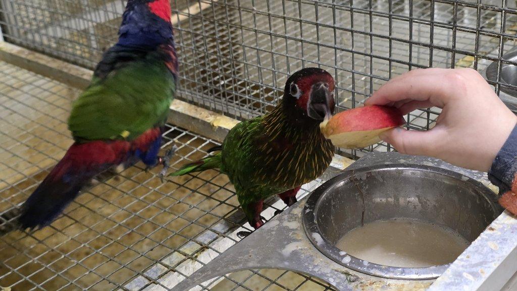 Chalcopsita scintillata rubrifrons; Lorius lory erythrothorax