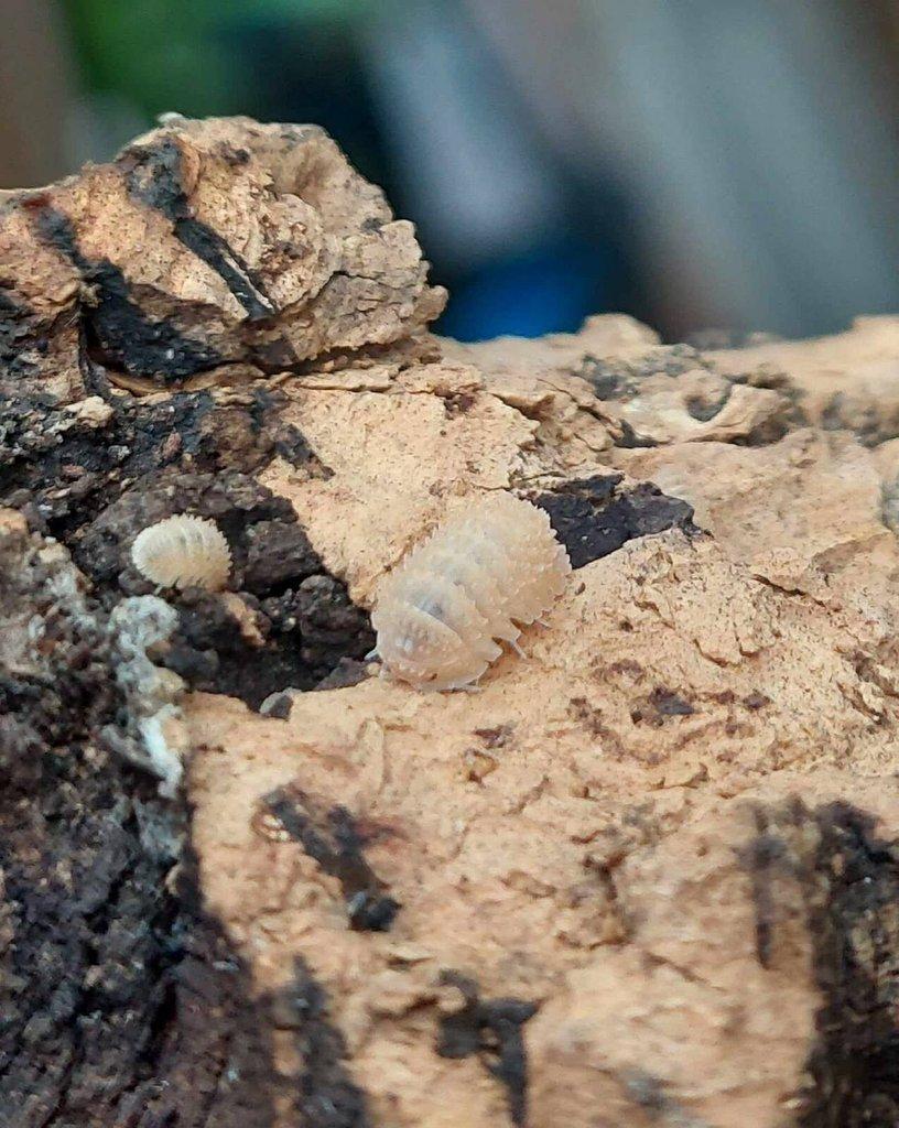 ISOPODA - Hobby druhy - aktualizovaný seznam