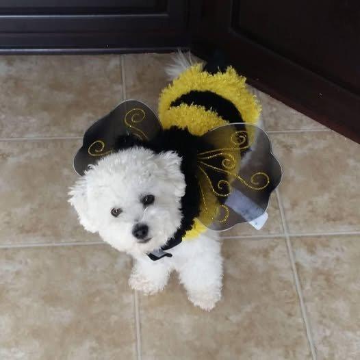 Prodáme rozkošného Bišonek