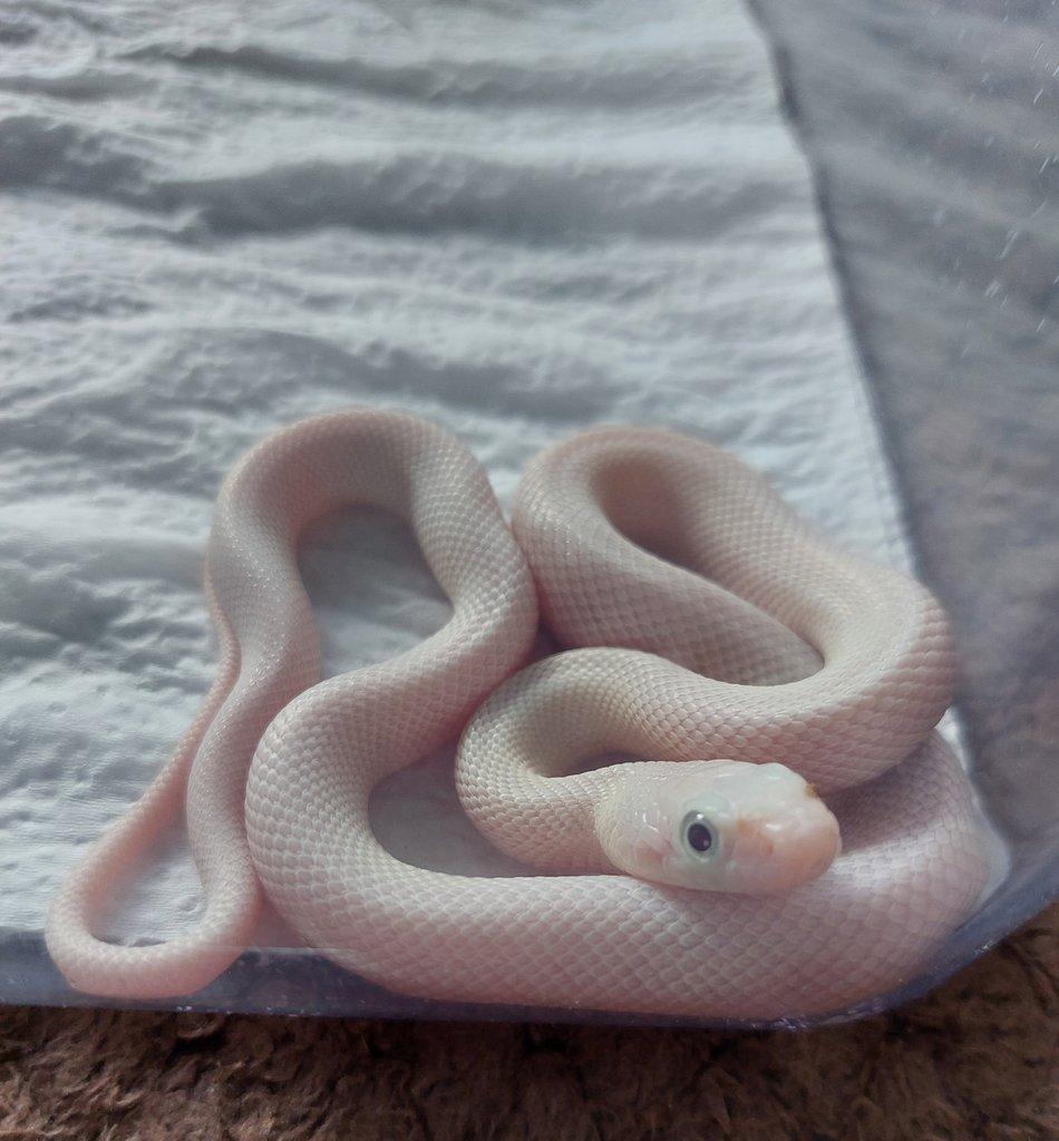 Ponúkam nasledovne druhy....