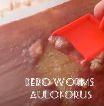 Živé krmivo k domácímu chovu, násady - Auloforus, Izya, Grindal, Mikry, Vířníci, Trepka, Moina...