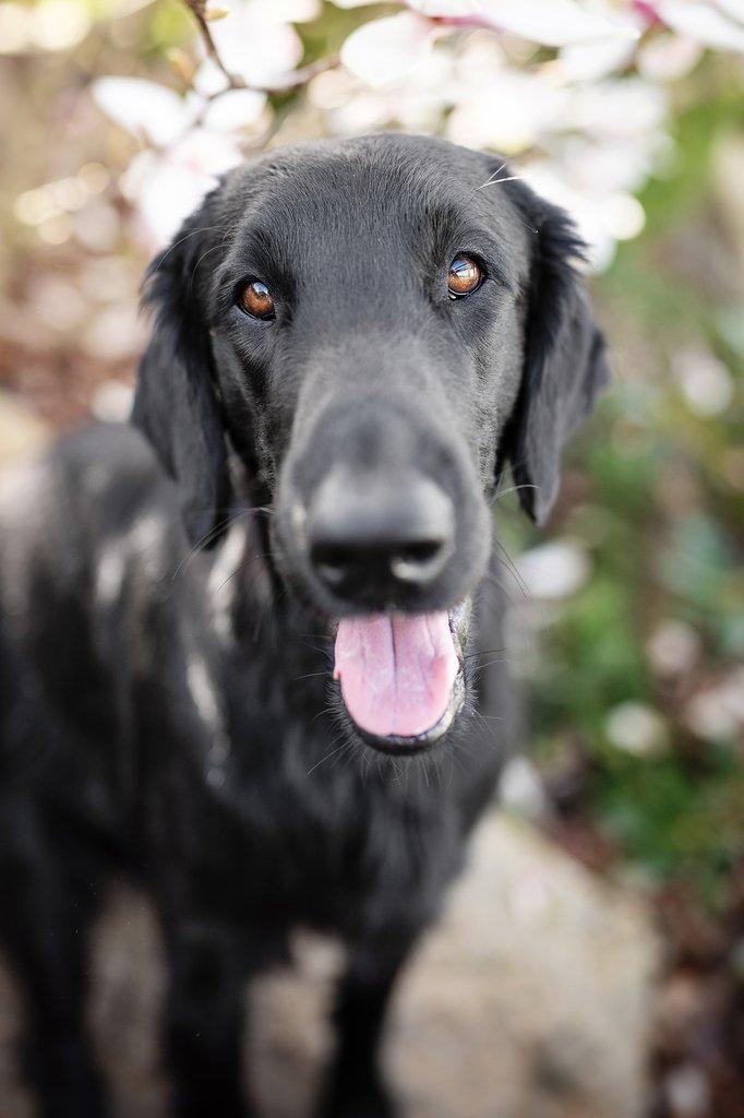 Flat coated retriever - štěňátka s PP