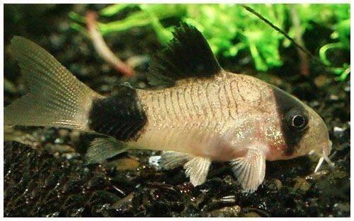 Corydoras Panda - Pancéřníček panda