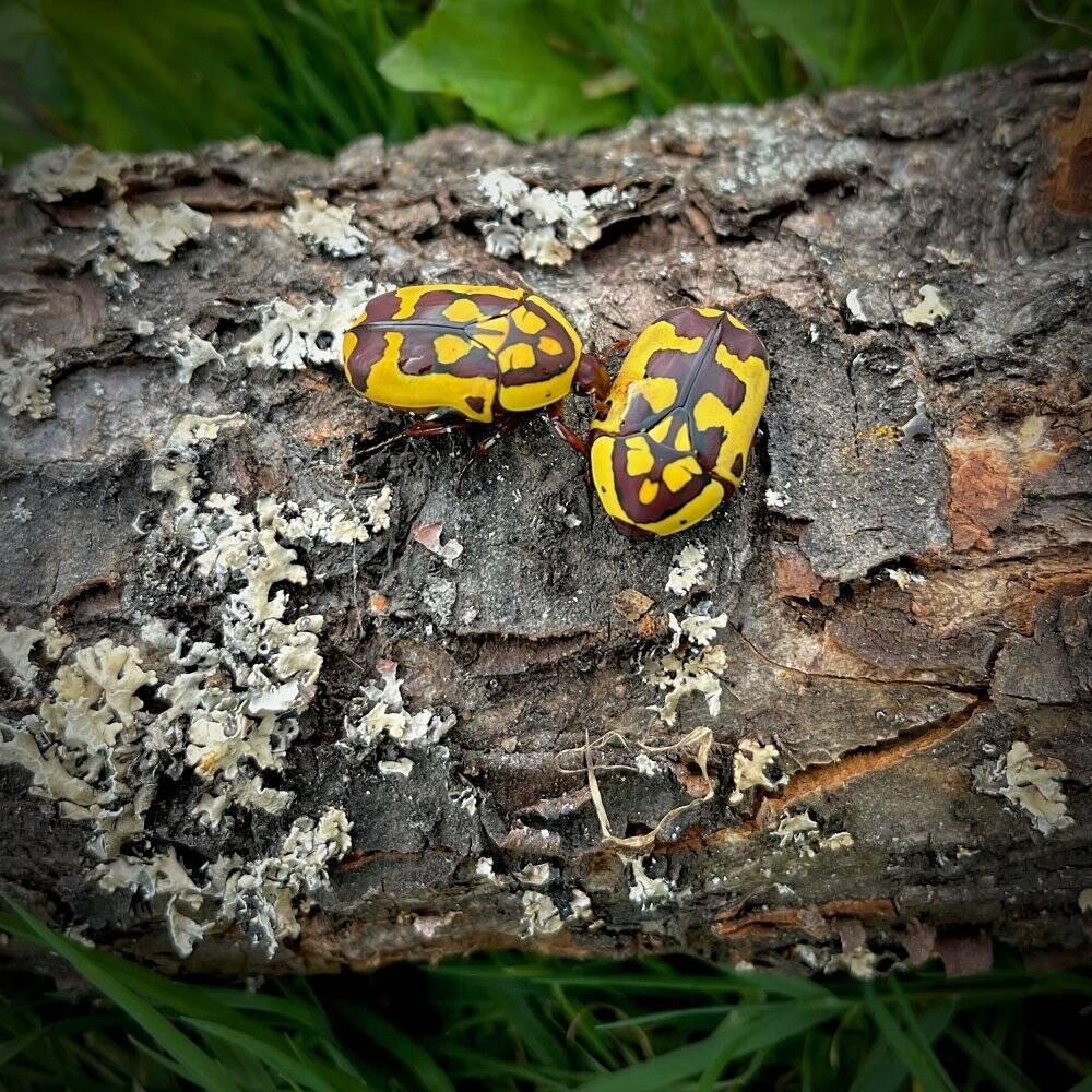 Pachnoda sp.