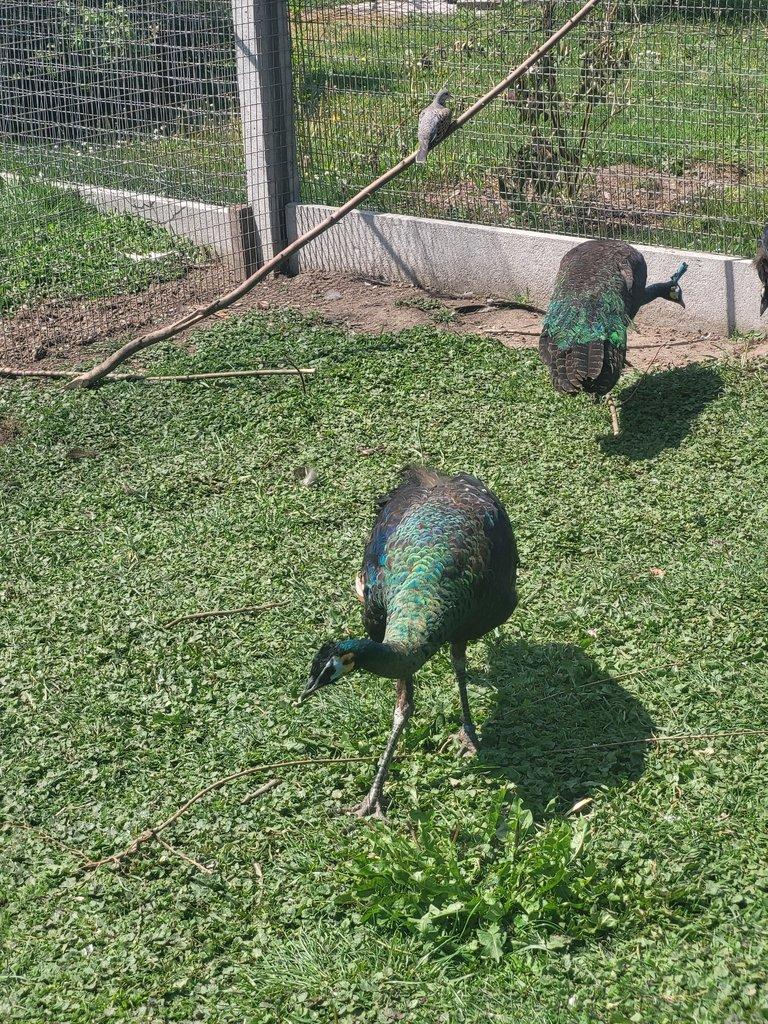 Pavo muticus