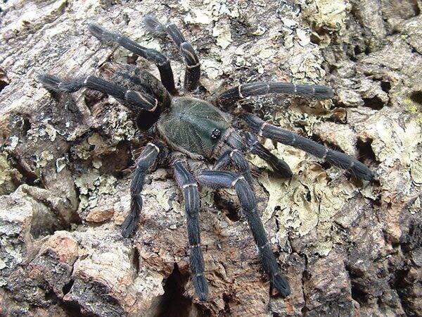Cyriopagopus vonwirthi 0.1 4cm