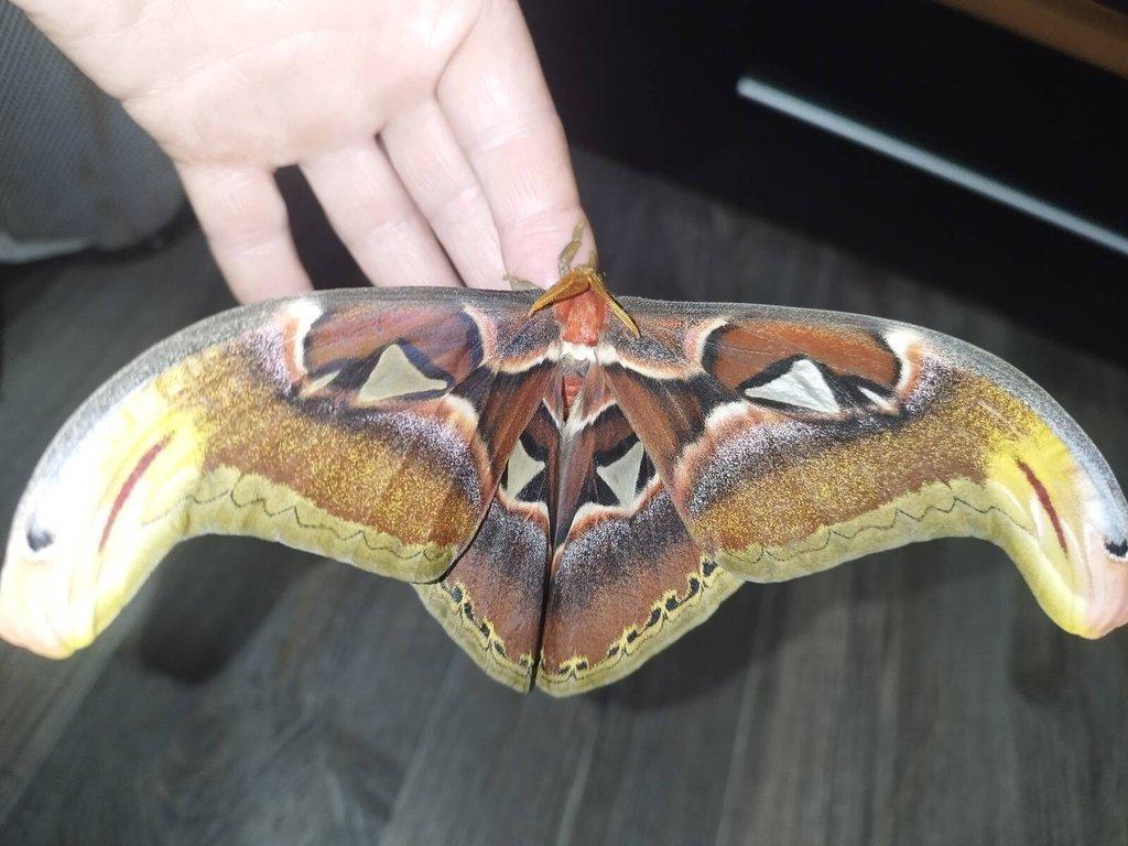 Attacus atlas