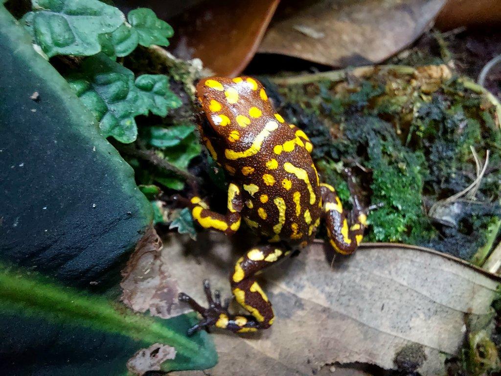 Oophaga anchicayensis "Small Redhead"