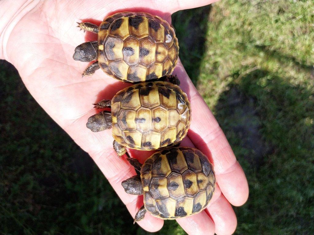 Suchozemská želva zelenavá, testudo hermanni