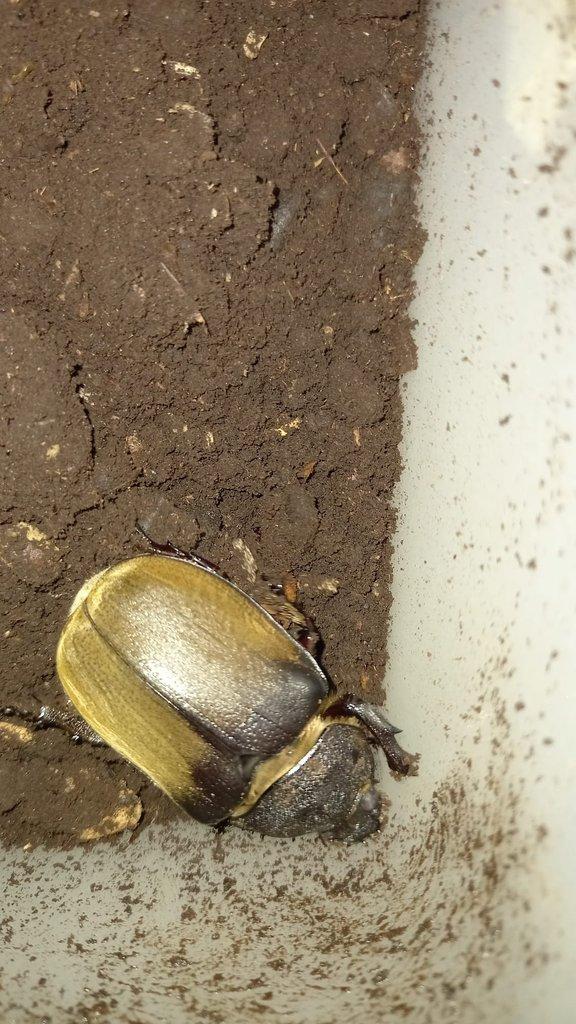 Samice Megasoma elephas