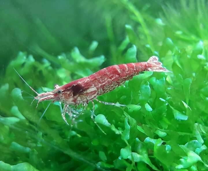 Krevetka červená (Neocaridina davidi)