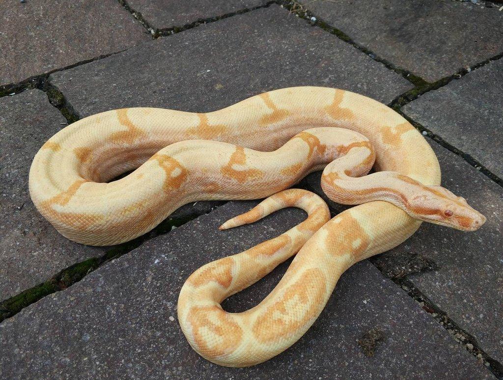 Boa imperator - Purple Sharp Sunglow Aztec, Sharp Sunglow