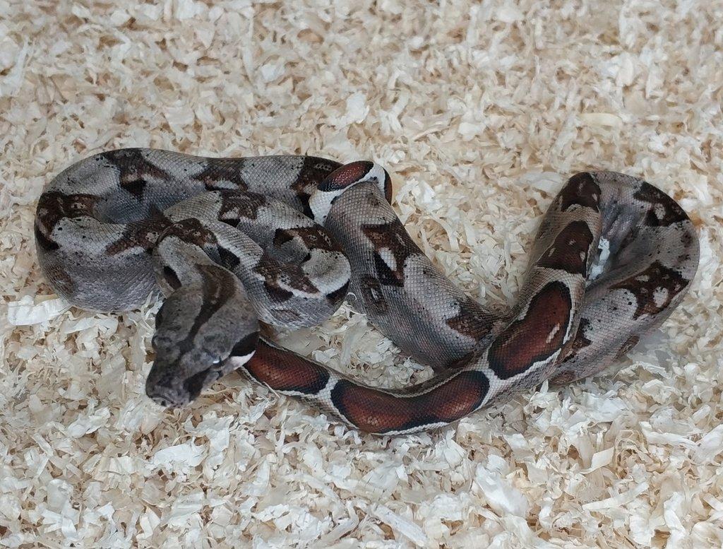 Boa imperator - VPI T+ Albino het Blood, Normal DH VPI Blood
