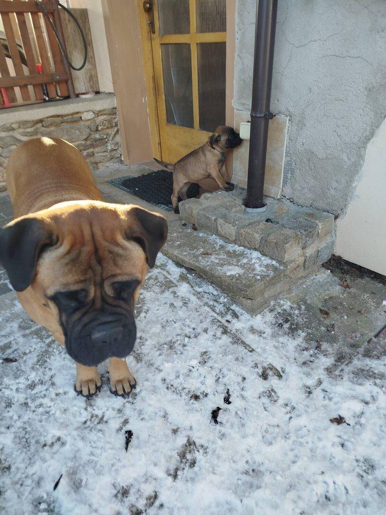 štěňata bullmastiff  bullmastIF