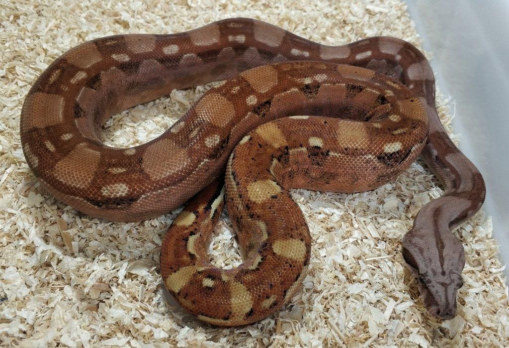 Boa imperator - Hypo Aztec Red Pastel het Sharp Albino