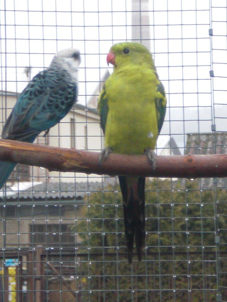 Papoušek horský štěp. na žlutý pastel