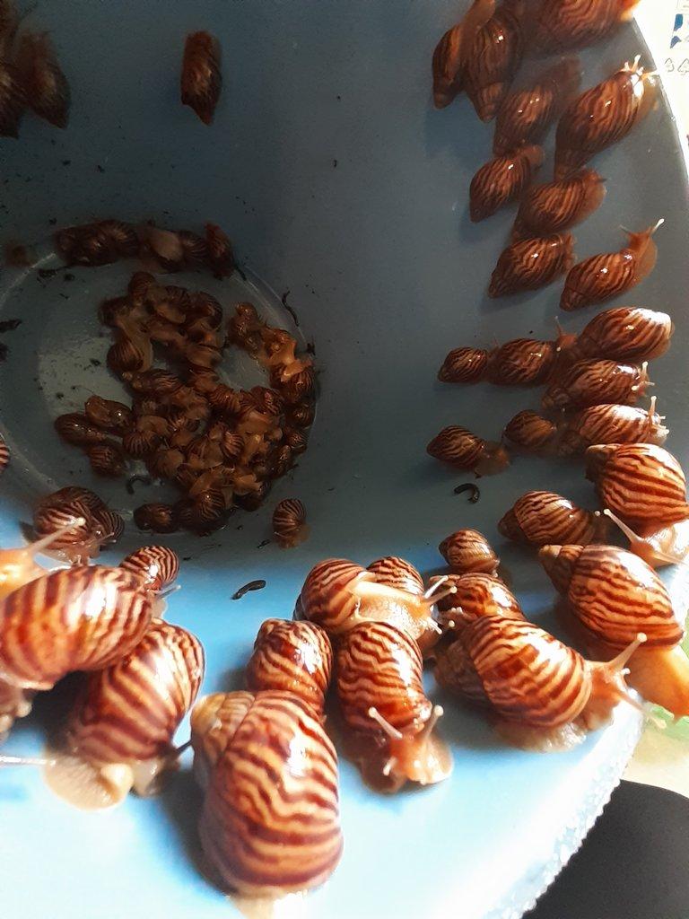 Oblovky na zkrm