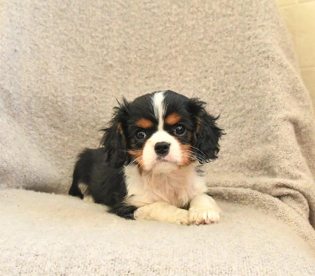 Kavalír King Charles španěl fenka s PP k odběru