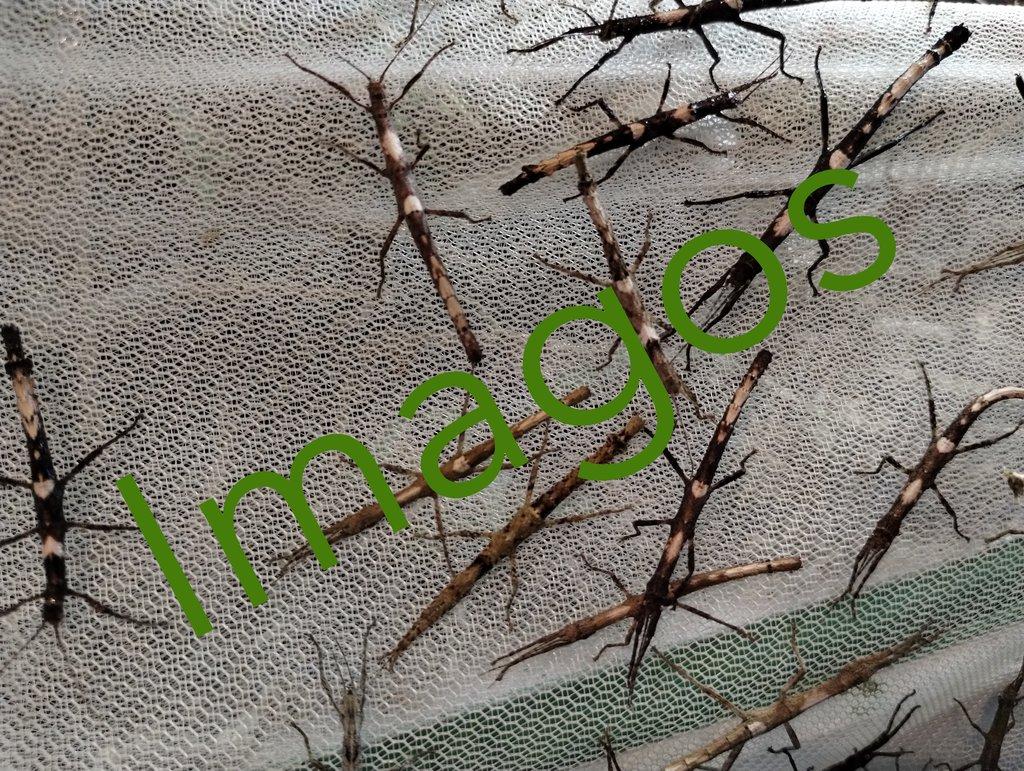Strašilky, pakobylky- straszyki, patyczaki Fauna Trhy 25.05.2025