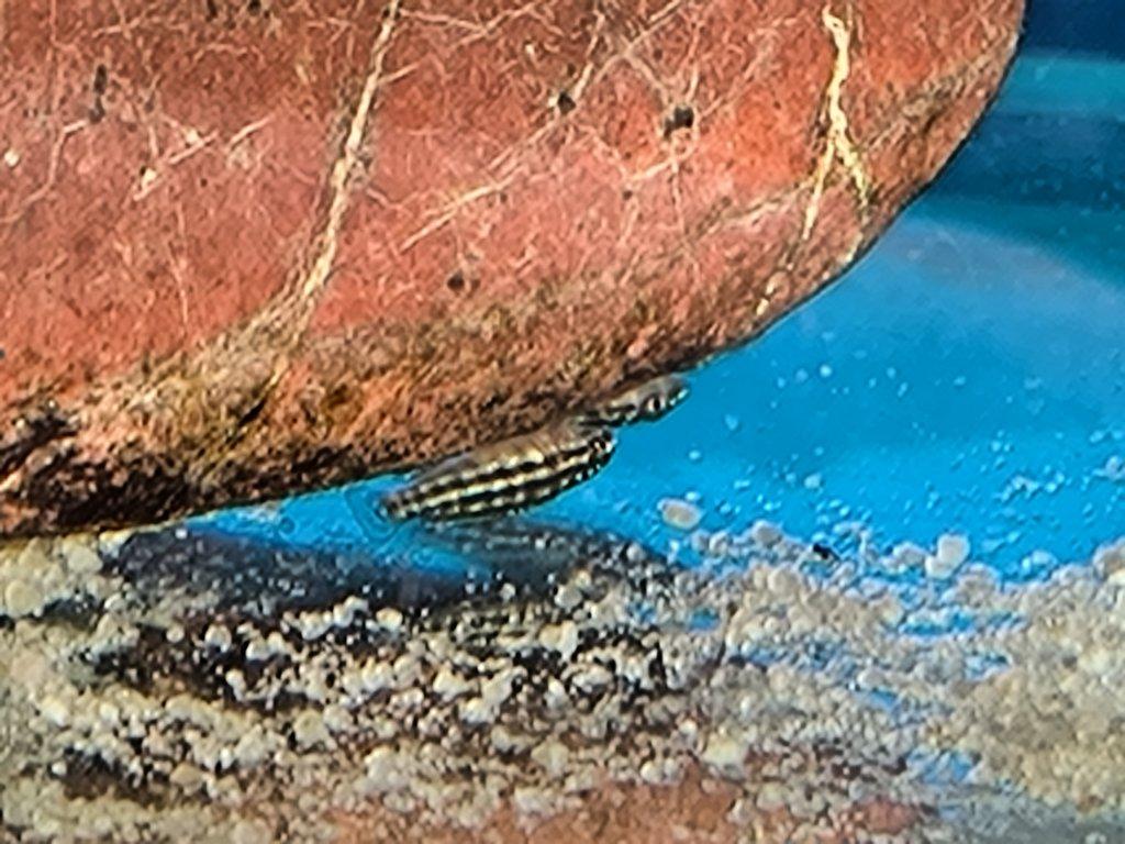 Malawi Tanganika Fauna trhy Ostrava 25.5