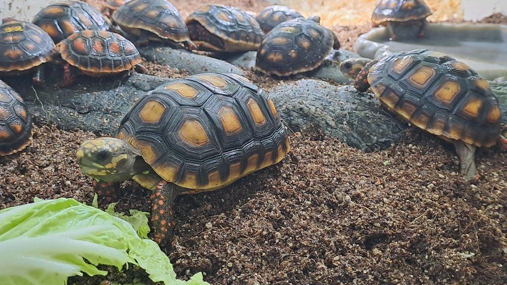 Želva uhlířská-Geochelone carbonaria