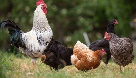 Slepice Kuřice Nosnice Dominanty 18 týdnů staré