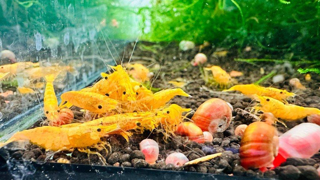 TOP PREMIUM AKVA KREVETKY Caridina a Neocaridina - Odchovy