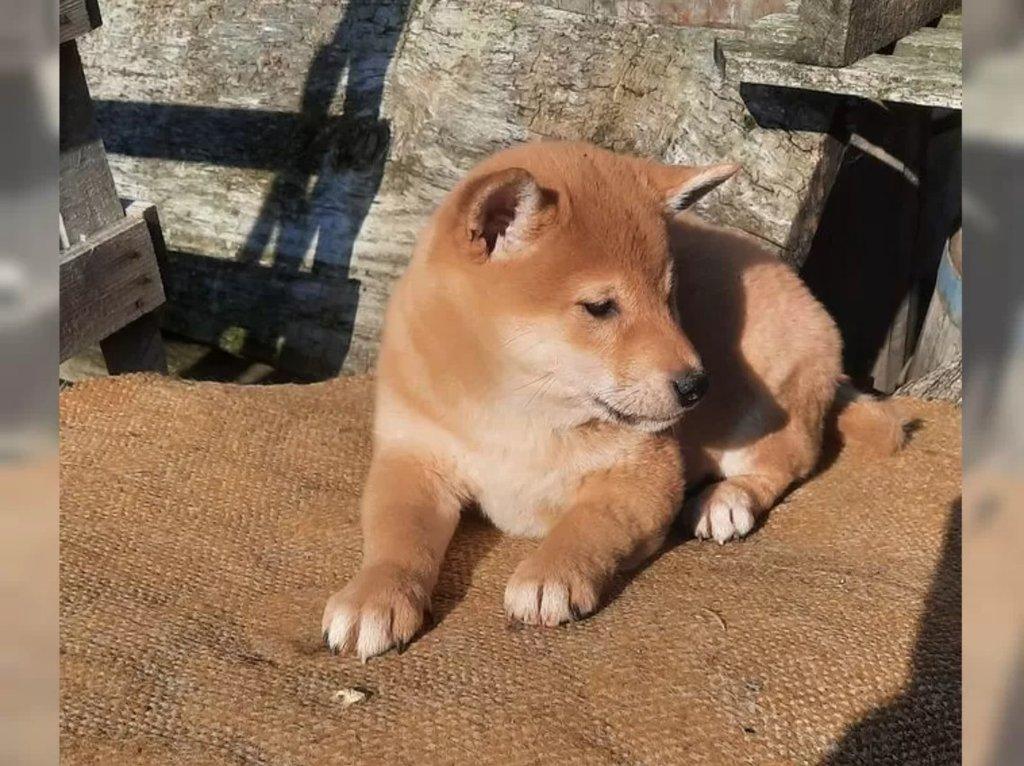 Shiba inu fenka
