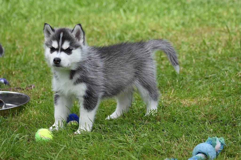 Sibiřský husky s PP - Štěně