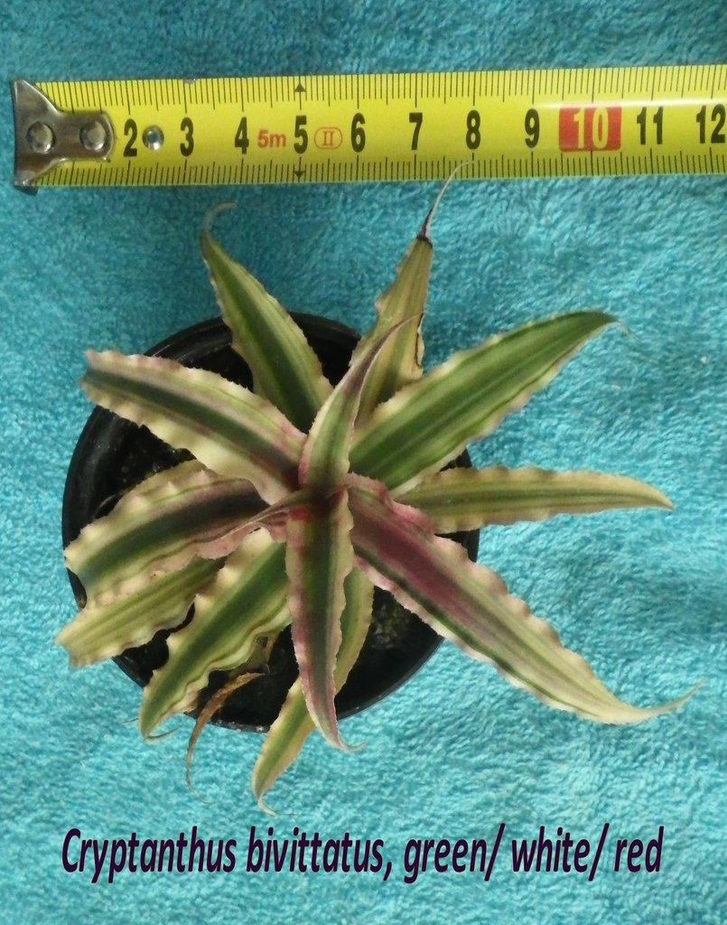 Terarijní bromélie Cryptanthus