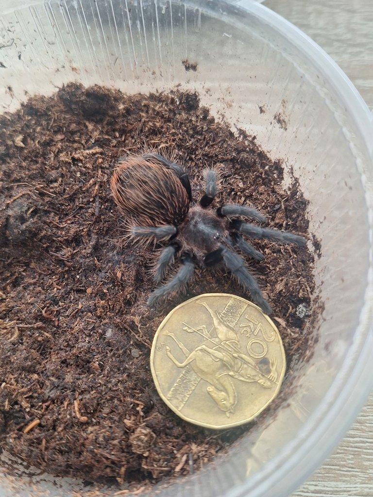 Sklípkan Brachypelma vagans