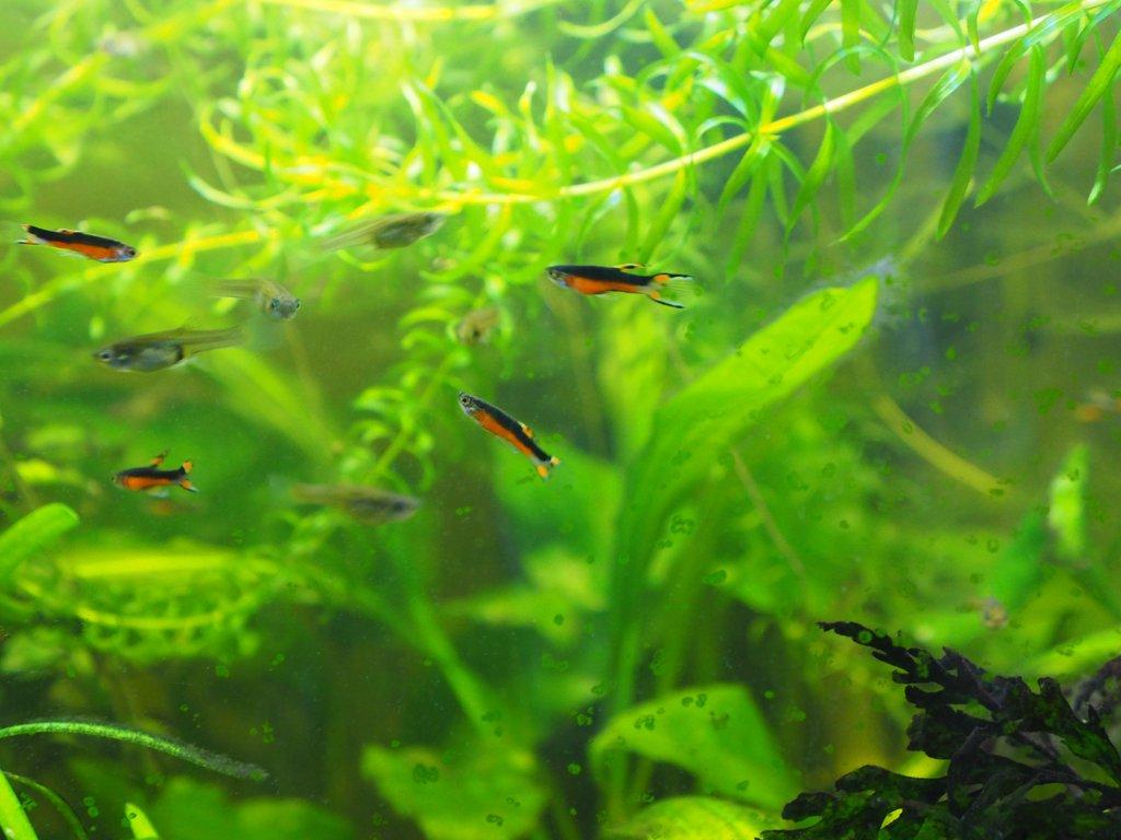 Živorodka Endlerova (Poecilia Wingei- Santa Maria)