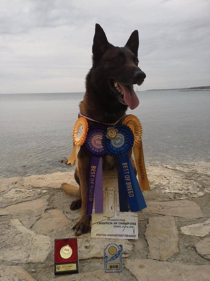Belgický ovčák - Malinois - štěňata s pp - na záznam