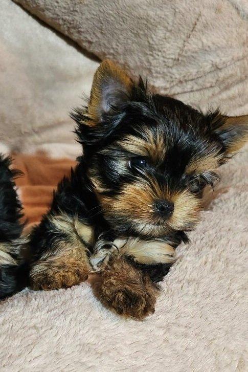 Štěňata yorkšírských teriérů s PP