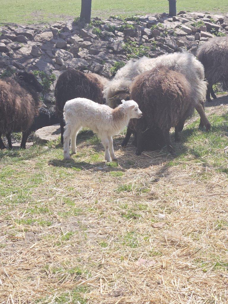 Prodám letošní jehňátka