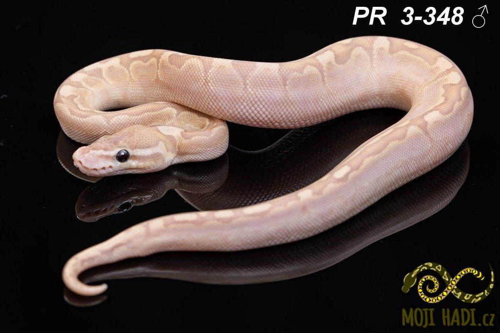 Python regius - Krajta královská
