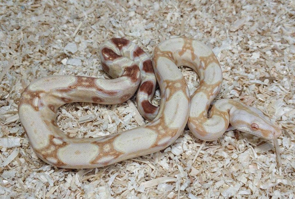 Boa imperator- Sharp Sunglow 66% het Sterling,Hypo Sterling