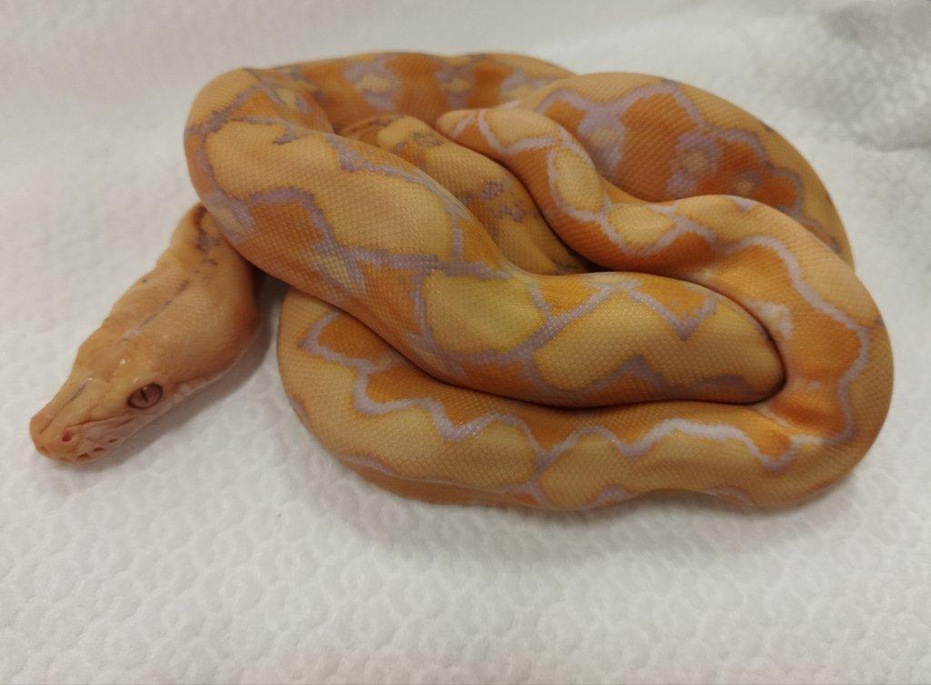 Albino Platinum Sunfire NZ 3/2025