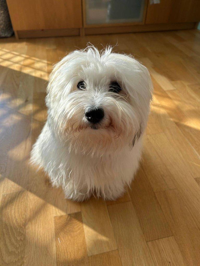 Nabízíme štěňátko coton de tulear