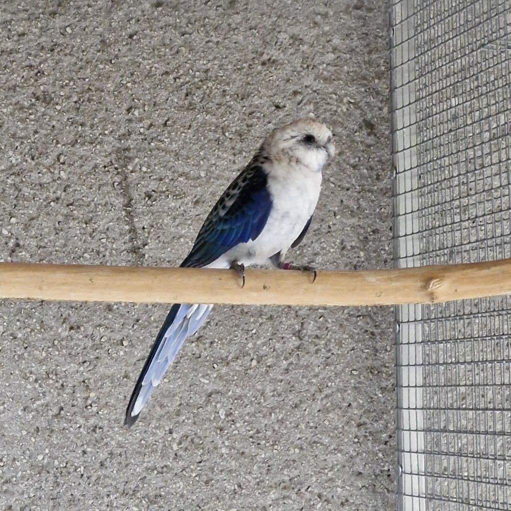 1.0 rozela zltolíca modrá/opalín 2022