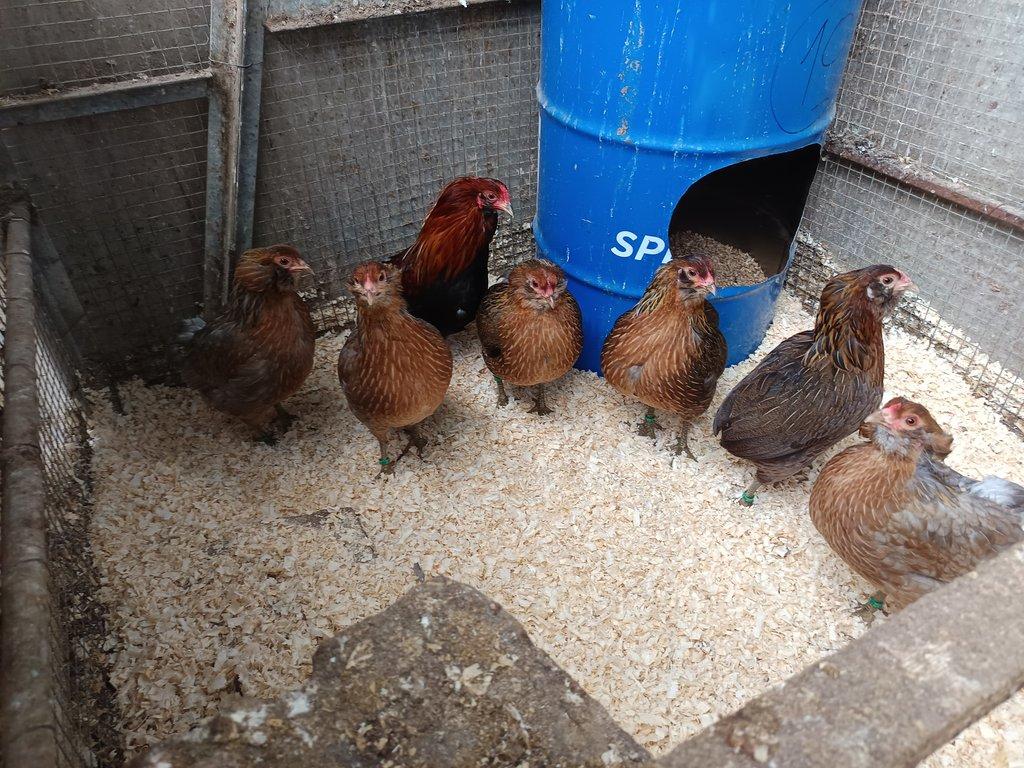 Násadová vejce zdrobnělé Araukany divoce zbarvené a zlatokrké