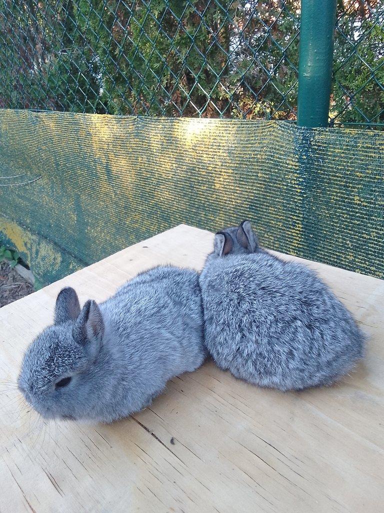 Zakrslý králík -králíčata