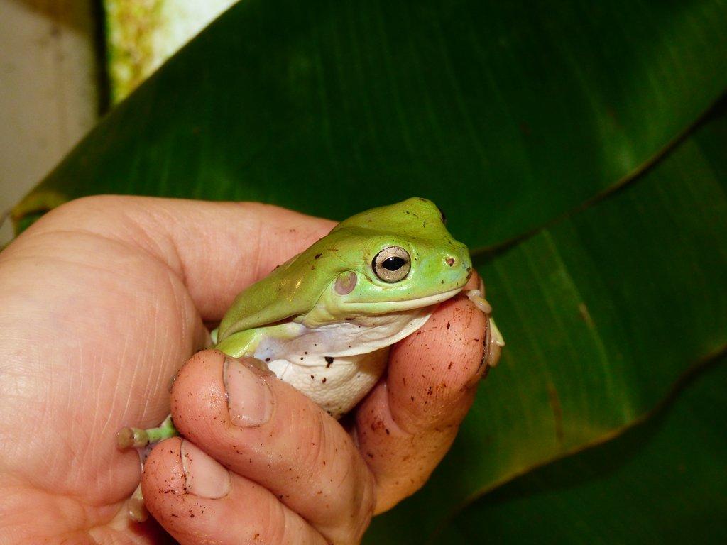 Rosnice siná (Litoria caerulea)