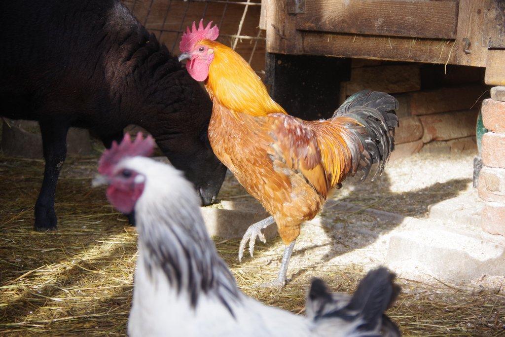 kohout - kříženec ayam ketawa