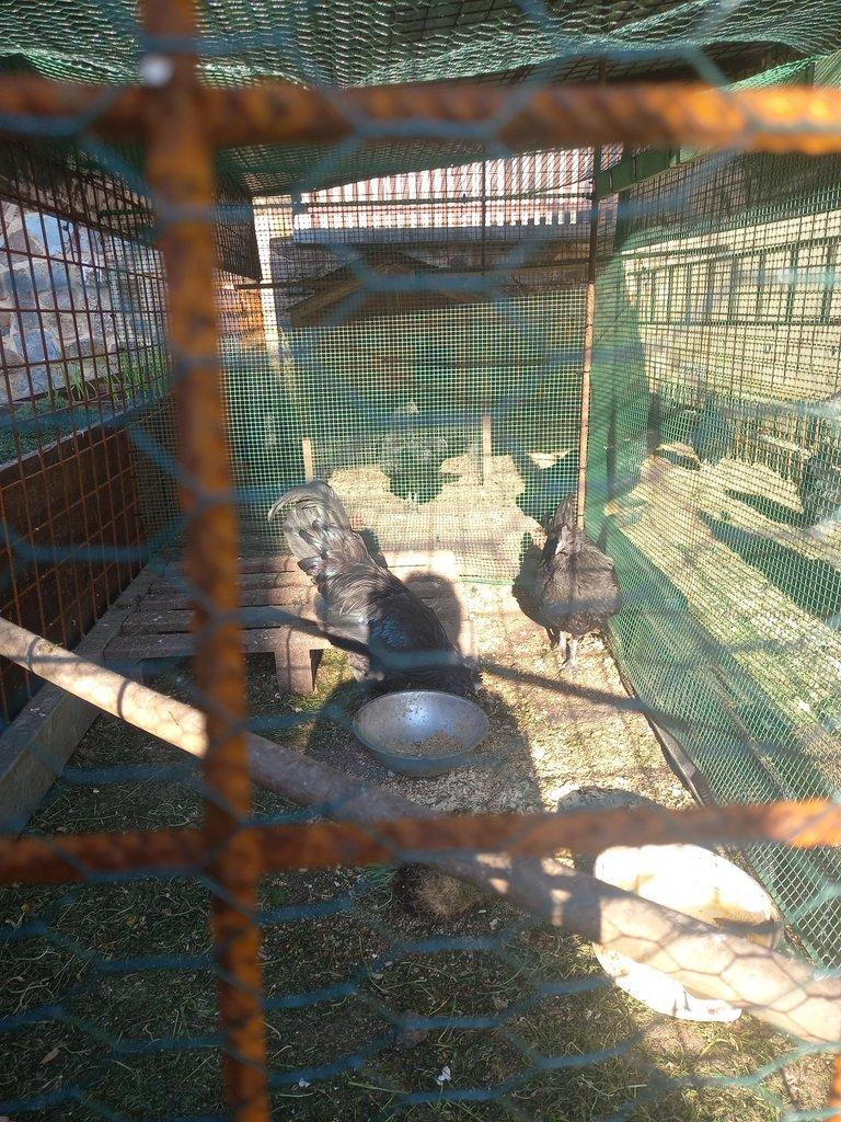 Ayam cemani