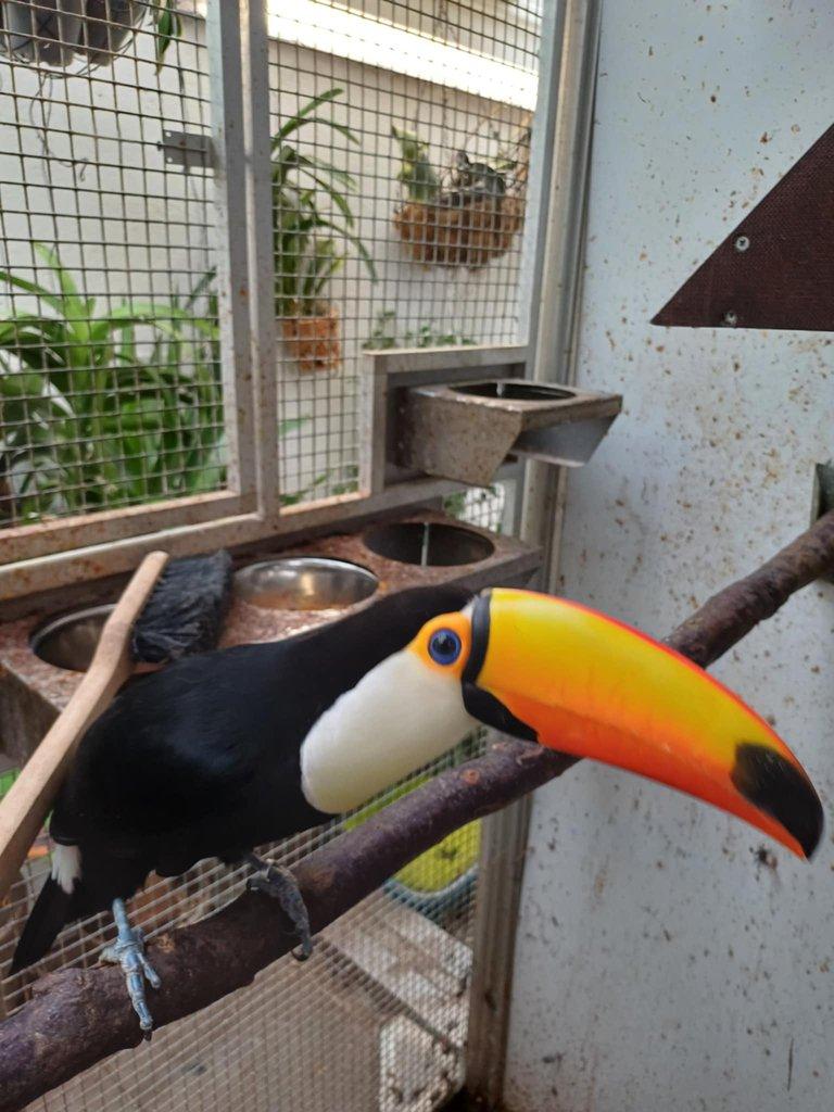 Tukan obrovský - Ramphastos toco, 0,1