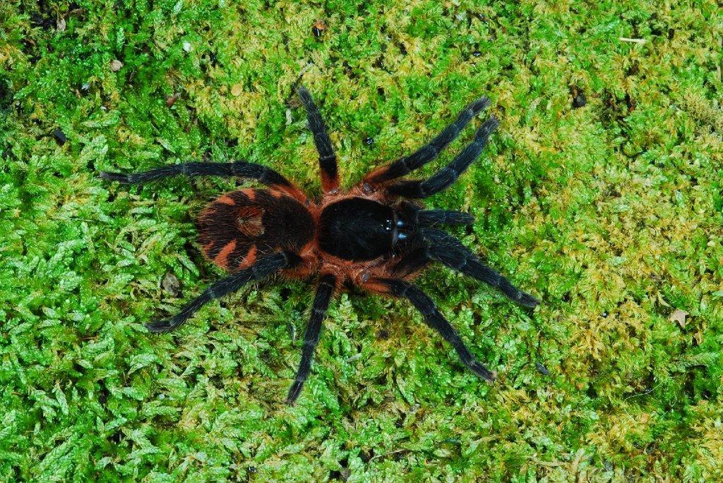 Davus sp Panama