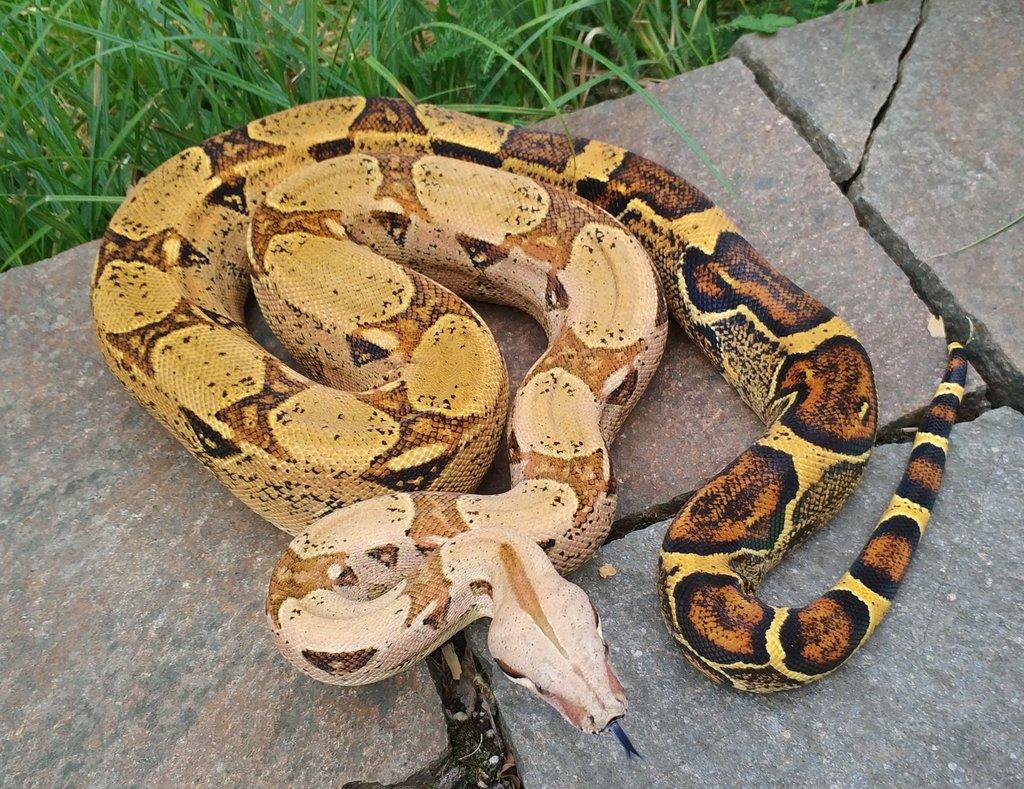 Boa imperator - Keltic VPI Sunglow, Aztec VPI Sunglow